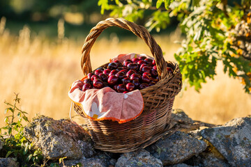 Handmade wicker basket with red ripe cherries on a stone wall in the field with greenery in the background of green and gold colors with warm sunset light in summer
