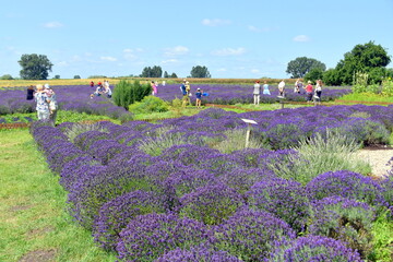 Tuczyno, Lawendowa Kraina, Zlotniki Kujawskie  © Albin Marciniak