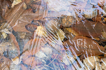 Autumn leaves frozen beneath winter ice
