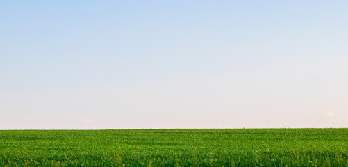 green grass and blue sky