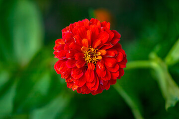 red and yellow flower