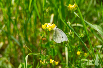 Small white butterfly (Pieris rapae) perched on yellow flower in Zurich, Switzerland