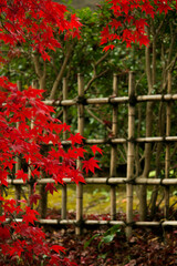 Japanese garden with bamboo fence and Japanese maple
