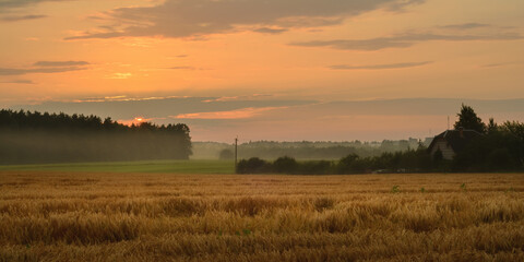 evening summer agricultural landscape. a golden grain field with a light misty haze spikes in front of the forest and village in the warm light of the sunset