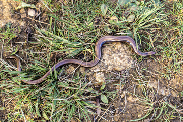 A slow wom (Anguis fragilis) crossing the Cotswold Way National Trail at Rudge Hill (Edge Common) National Nature Reserve, Edge, Gloucestershire UK