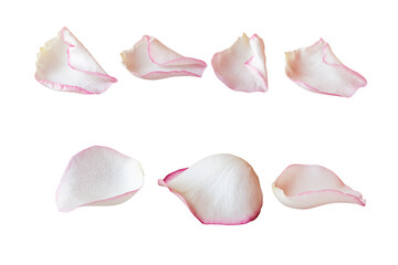 Colorful petals isolated on white background.