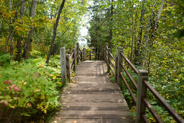 Fototapeta na wymiar Landscape of Quiet, Serene Narrow Boardwalk Path Through Green Forest Foliage in Nature