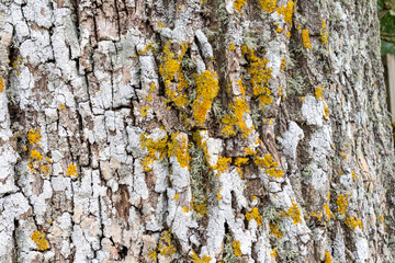 Lichen on the rough bark of an old ash tree in the Cotswold village of Cutsdean, Gloucestershire UK
