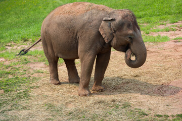 Fototapeta na wymiar Young elephant eating