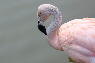 pink flamingo head