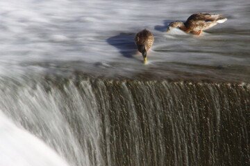 Ducks drink in a river