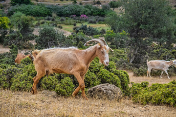 Greece, June 2018. Goats in the pasture