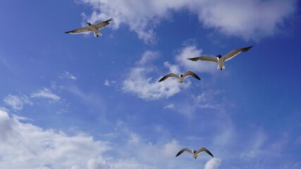 This is a picture of seagulls, flying around the beach, during a summer sunset