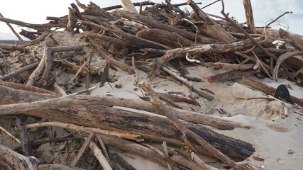 This is a picture of the tree debris, that has been piled on sand dunes, to provide structure to the dune.