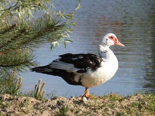 Muscovy Duck (Cairina moschata) - domesticated duck standing by the pond, Gdansk, Poland