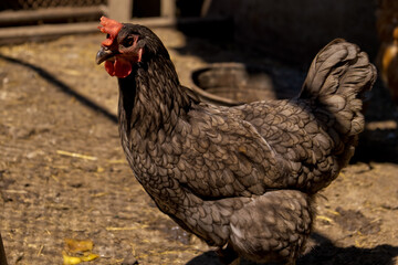 Profile portrait of a chicken in a chicken coop.