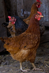 Profile portrait of a chicken in a chicken coop.