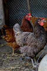 Profile portrait of a chicken. Selective focus.