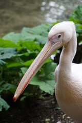 Pelican