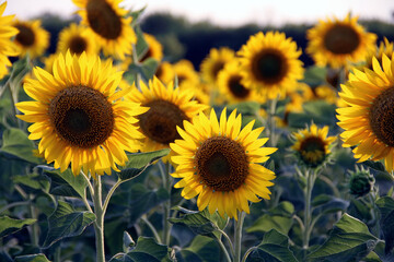 A field of sunflowers in the rays of the setting sun