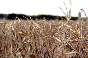 Fototapeta premium Close-up of wheat spikelets in the setting sun