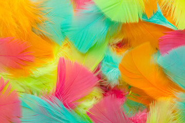 Fototapeta na wymiar Colorful Feather Background.