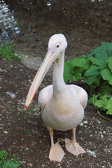 Pelican