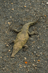 Increíble lagarto en un banco de arena a la orilla del río, tomando el sol en Tarcoles Costa Rica