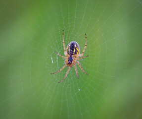 Streifenkreuzspinne (Mangora acalypha) in einem Netz
