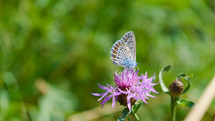 Common blue butterfly (polyommatus icarus) sitting on a brown knapweed (centaurea jacea) flower