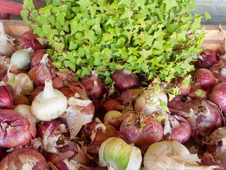 group of fresh organic onions  next to an ivy plant - 446335390