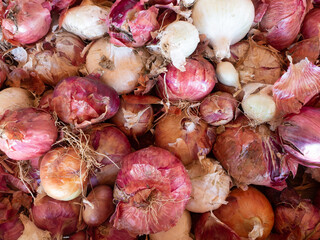 group of fresh organic onions  after the harvest - 446335519