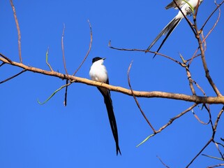 Tyrannus savana - tesourinha