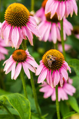 Obraz premium Purple coneflower, or echinacea, is a popular sun perennial seen with honey bees. (verticle)