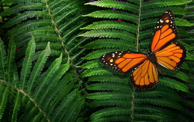 colorful tropical background. bright orange monarch butterfly on green fern leaves.	