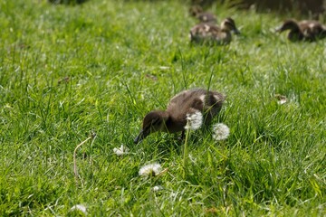 rabbit in the grass