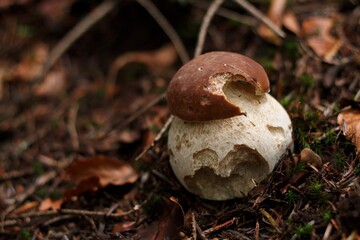 boletus edulis mushroom