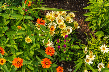 Live floral background, summer flowers, yelow orange and green.