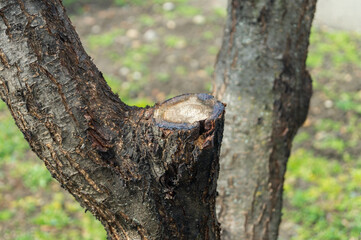 Obraz premium Pruning the branches of a tree