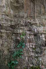 Gray and brown cortex background part of an enormous trunk with an evergreen climbing ivy on it.