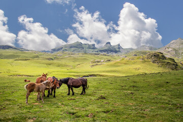 Obraz premium group of wild horses grazing in a high mountain landscape on a sunny summer day in Formigal, Huesca Pyrenees, Spain