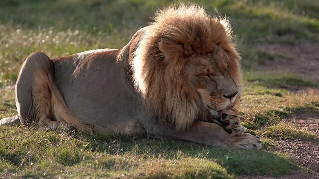 Lion - King of the jungle - montage of grooming scenes out in the African Savannah 

