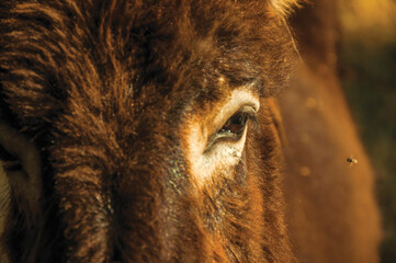 Close-up of eye of donkey and fly in a sunny day on farmstead near Elvas. A gracious star-shaped fortress city in Portugal.