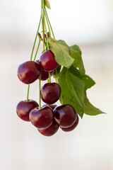 cherries on a branch