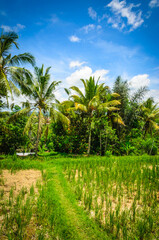 Beautiful Bali rice fields. Rice terraces in Bali, Indonesia