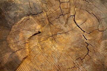A view of the inside of a felled trees. a tree stump section