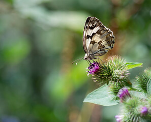 Melanargia lachesis  o Medioluto ibérica. Mariposa muy abundante, que vuela desde el nivel del mar...