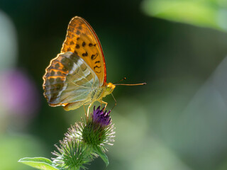 Mariposa llamada Argentada comuna, Argynnis paphia posada sobre una flor púrpura y verde, sobre fondo oscuro desenfocado, en Figaró, Cataluña, verano de 2021.
