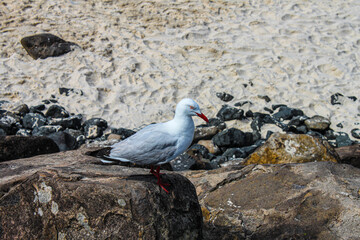 Angry looking red eyed sea gull perched on rocks above sandy beach.