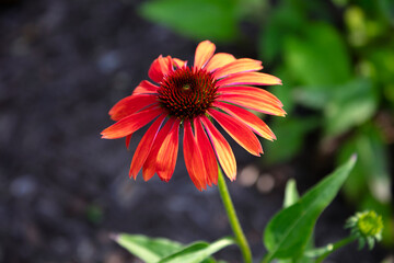 gardren flower Echinacea purpurea